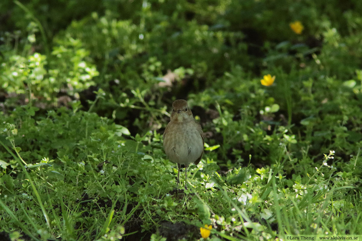 Trädlärka, Lullula arborea